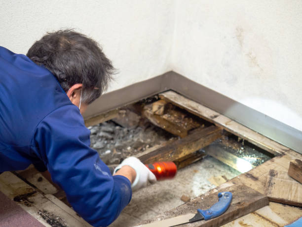 Best Health and Safety Mold Remediation in Kingston, OK