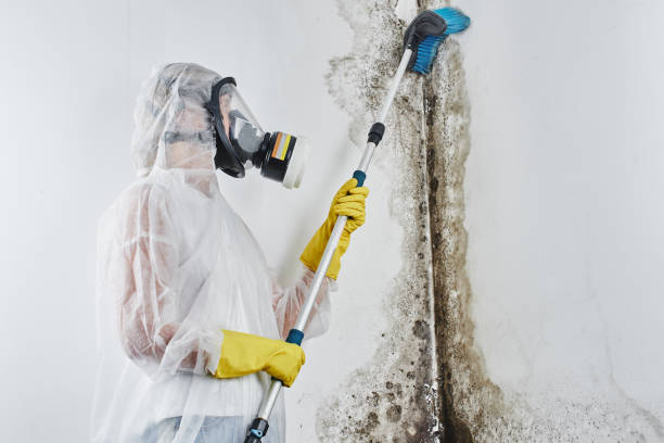Best Mold Testing and Inspection Services in Kingston, OK