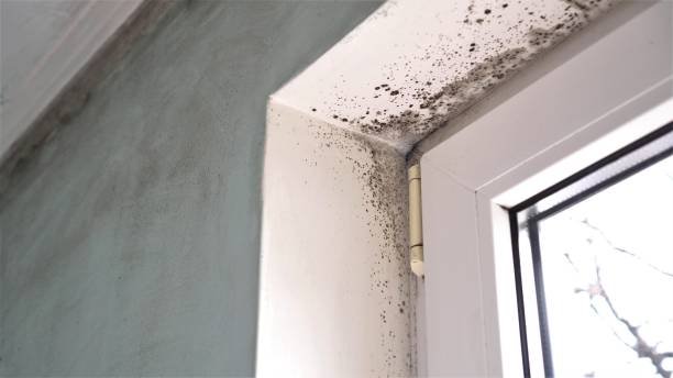 Best Commercial Mold Remediation in Kingston, OK