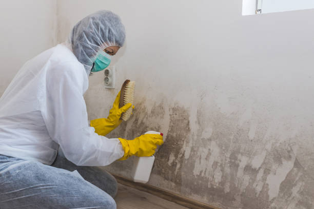 Best Attic Mold Remediation in Kingston, OK