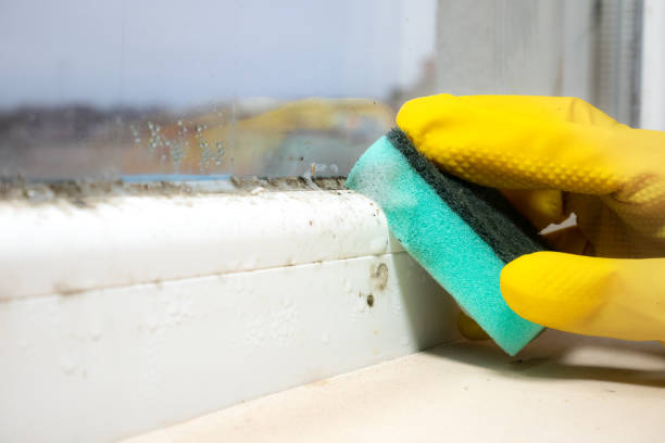 Best Localized Mold Remediation (e.g., coastal areas, humid climates) in Kingston, OK
