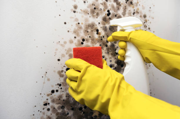 Best Basement Mold Remediation in Kingston, OK