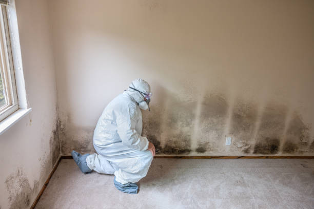 Best Residential Mold Remediation in Kingston, OK