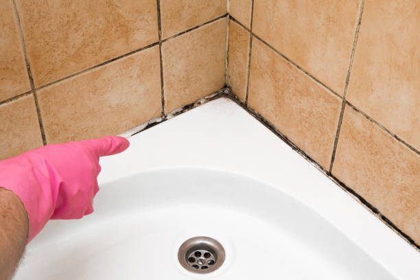 Best Preventive Mold Services in Kingston, OK